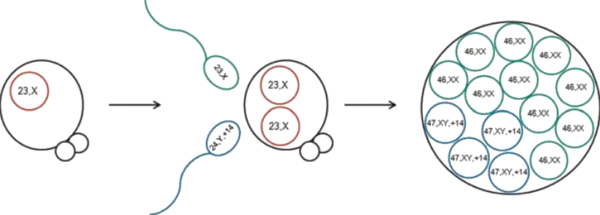 İkiz Bebeklerden Biri Erkek Diğeri Kız – Freemartin Fenomeni