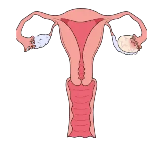 Cinsel İlişkiden Sonra Vajina Nasıl Temizlenir?