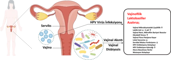 Vajinal Akıntı HPV Arasındaki Bağlantı