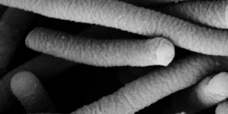 Vajinal Mikrobiyota = Vajinanın Mikrop Dünyası