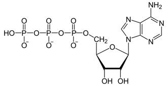 ATP (adenosin trifosfat)