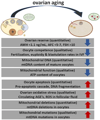 Mitochondria yaşlanması