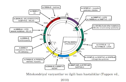 Mitondriyal GenomMitokondri Neden Kadını Seçti?