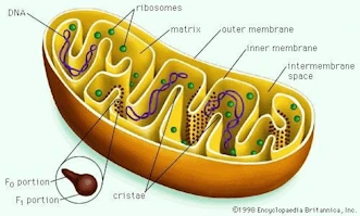 Canlılar, organel adı verilen son derece küçük fonksiyonel parçalardan oluşan hücre adı verilen milyonlarca küçük yaşam biriminden oluşur. Mitokondri, hücrenin düzgün işleyişinde son derece önemli bir rolü olan bir hücre organelidir.