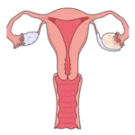 kadin-genital-sistemi-pelvik-organlar-mugla-kadin-dogum-doktoru