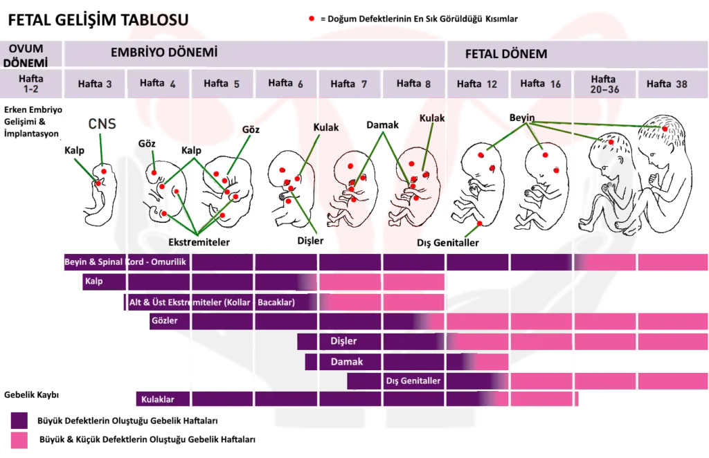 fetal-gelisim-tablosu-gebelik-anomalilerinin-olusum-zamanlari-Mugla-kadin-dogum-doktor