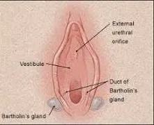 bartholin bezlerinin yeri