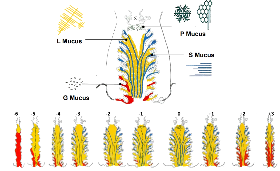 servikal mukus tipler - Muğla kadın doğum