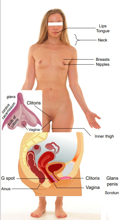 Kadın Erojen Alanları