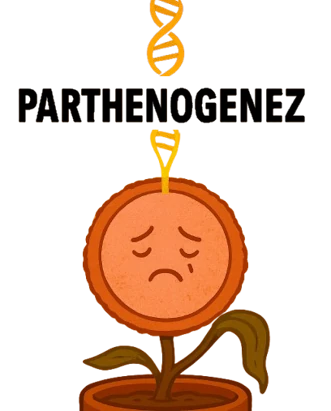 Parthenogenez – Bakire Gebelik – Kadın Hastalıkları