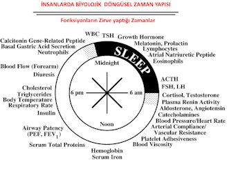 insanlarda biyolojik döngüsel zaman yapısı
