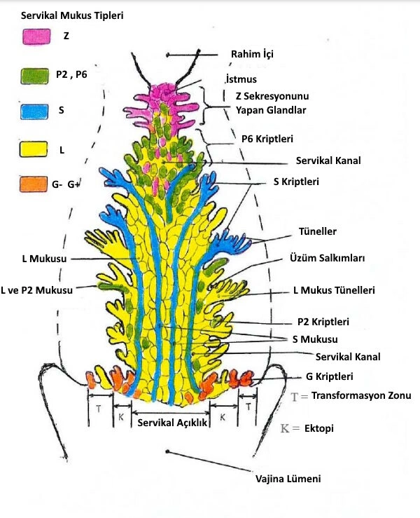odeblab-servikal-mukus-semasi