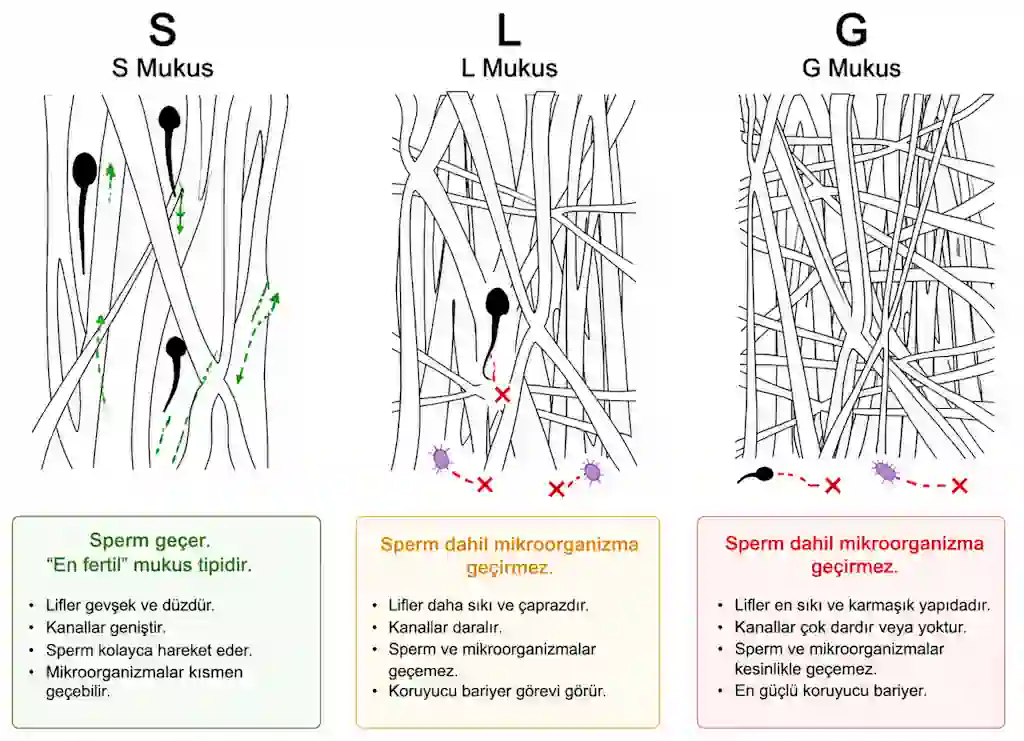 S Mukus: Sperm geçer. “En fertil” mukus tipidir.
L Mukus: perm dahil mikroorganizma geçirmez.
G Mukus: Sperm dahil mikroorganizma geçirmez.